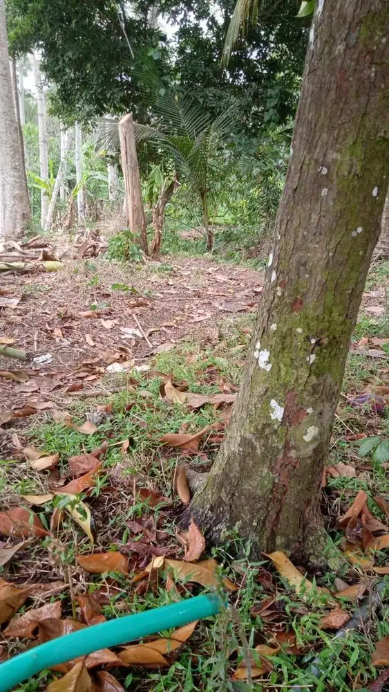 Dijual Tanah luas 25are, pekutatan, jembrana. Bali.