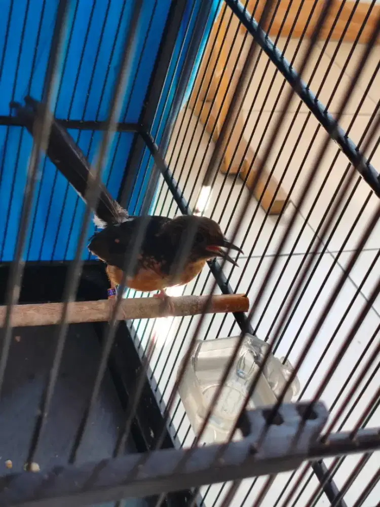 Murai Batu Jantan Trotol