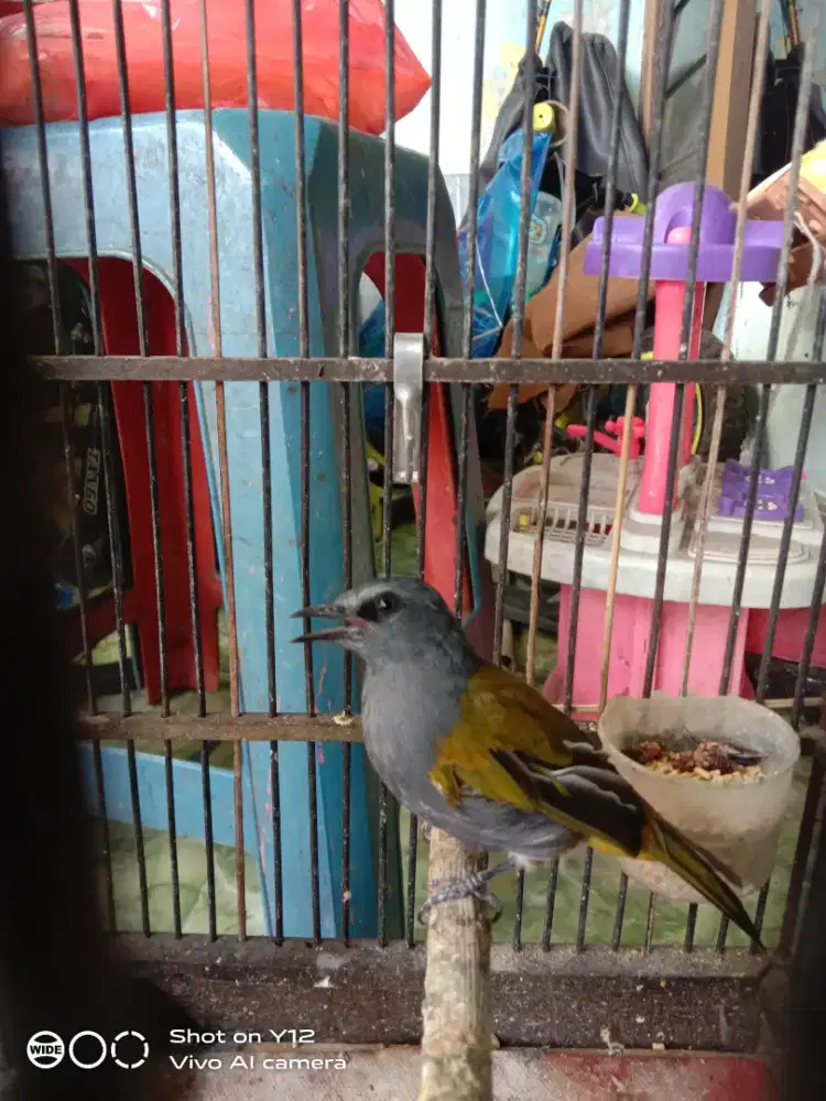 jual burung cucak kelabu jantan bunyi udh makan pur total