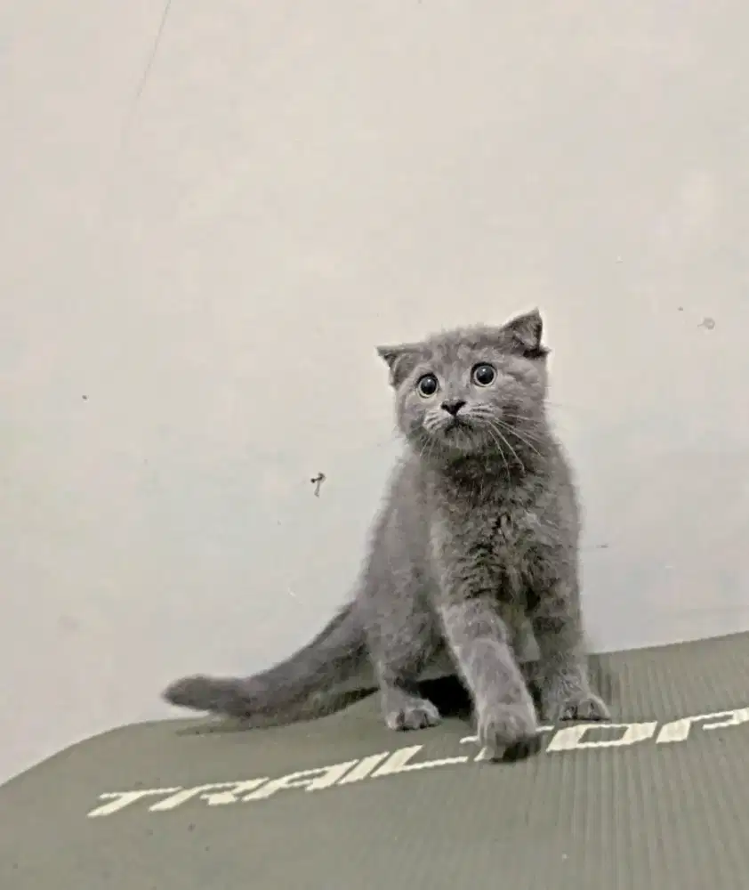 Scottish fold jantan