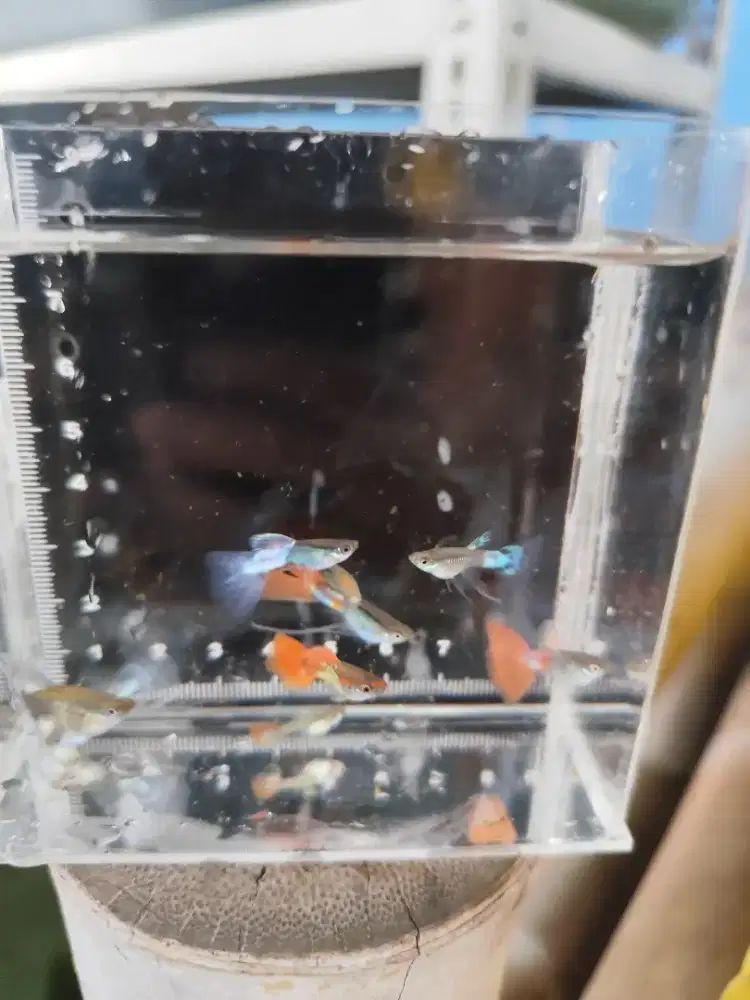 Ikan guppy cantik eceran per ekor