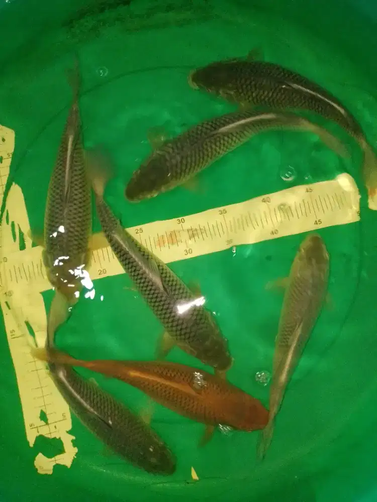 Ikan koi jenis Soragoi Blue 30cm