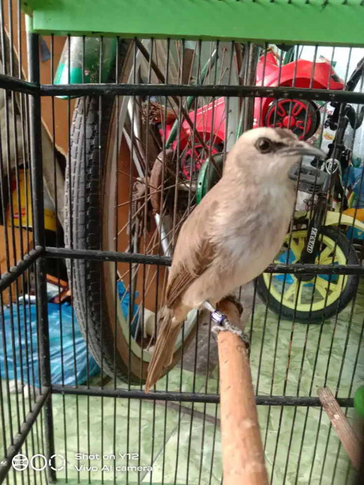 jual burung trucukan jantan bunyi isian pakek ring kanan kiri