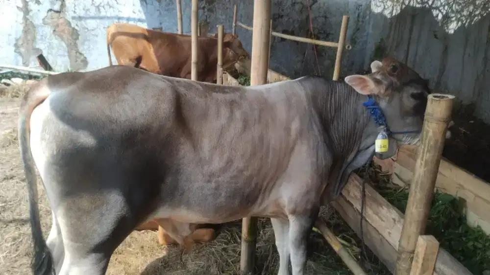 Sapi murah#hewan qurban bandung#sapi terdekat#sapi besar#sapi 2026
