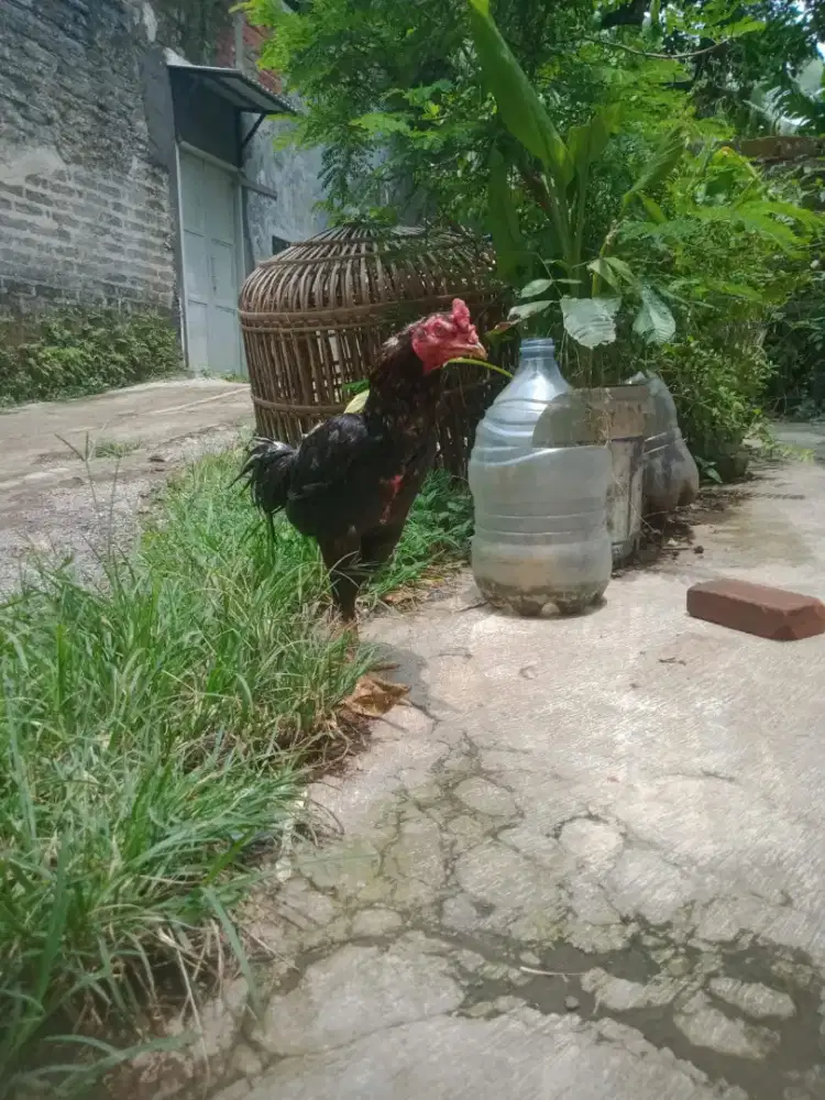 Ayam pakhoy blackbull win 3x adu licik murah minus adu master ok