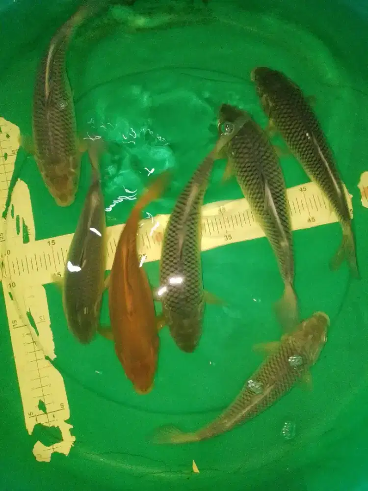 Ikan koi jenis Soragoi size 30cm