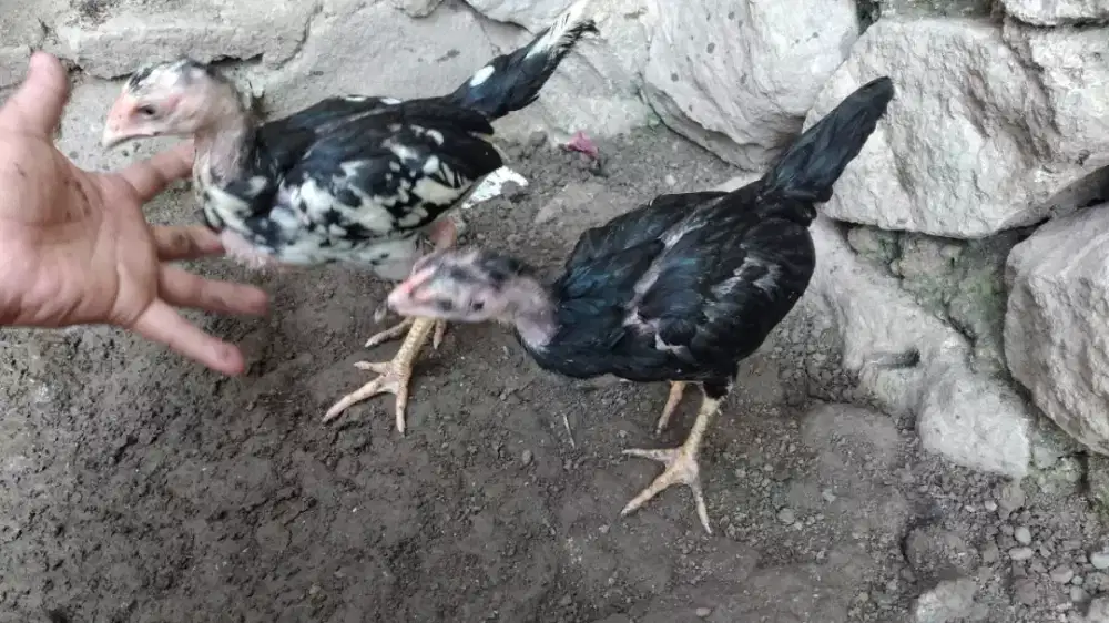 Jual ayam betina  bangkok black bull umur 4 bulan