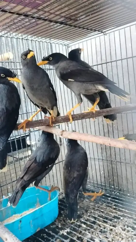 Jalak Kebo (Jabo)