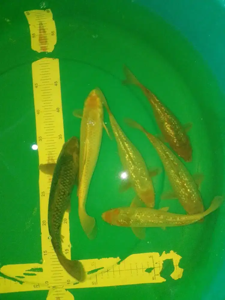 Ikan koi jenis Sabikoyo Ginrin 27cm antik