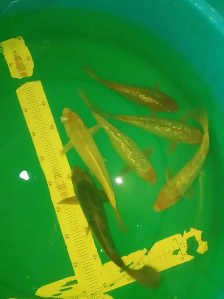 Ikan koi jenis Sabikoyo Ginrin 27cm
