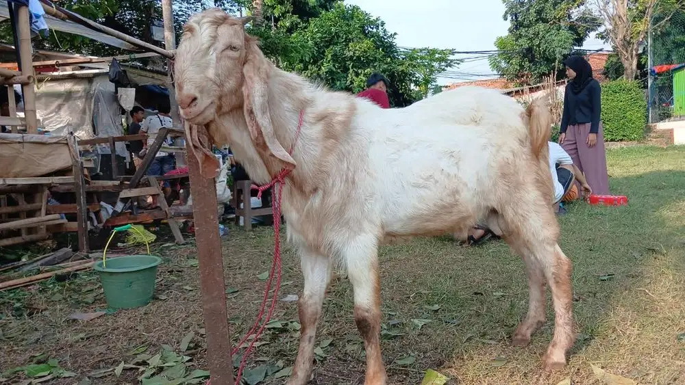 Hewan kurban kambing domba