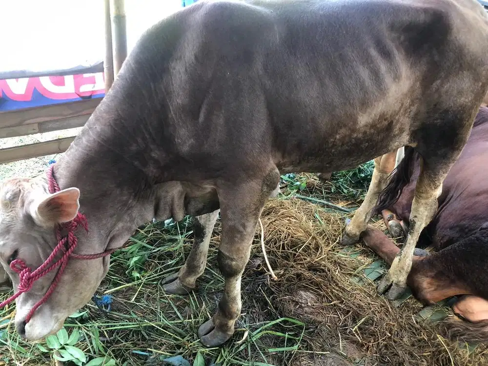 Hewan kurban sapi