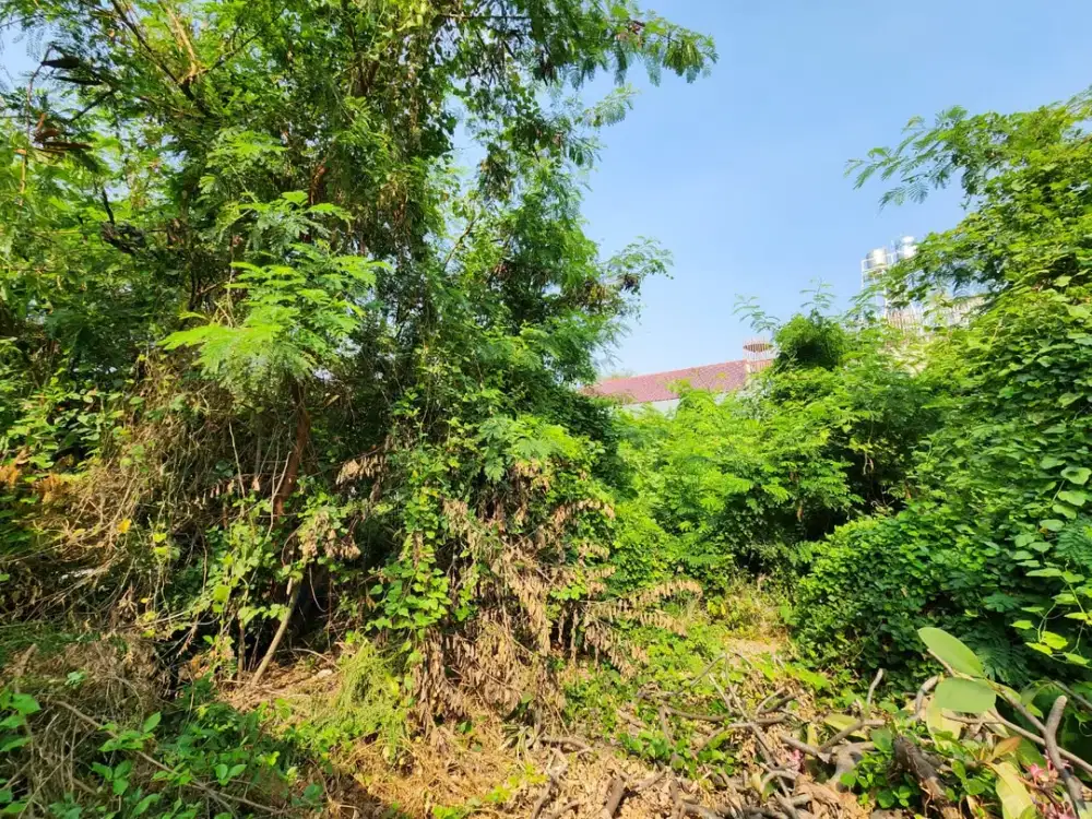 Jual Murah Kavling Pasir Purih Ancol 900m2 Ancol Timur