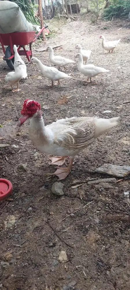 Induk bebek entok