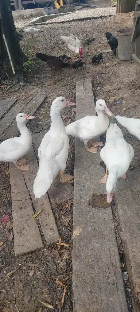 Bebek entok jumbo