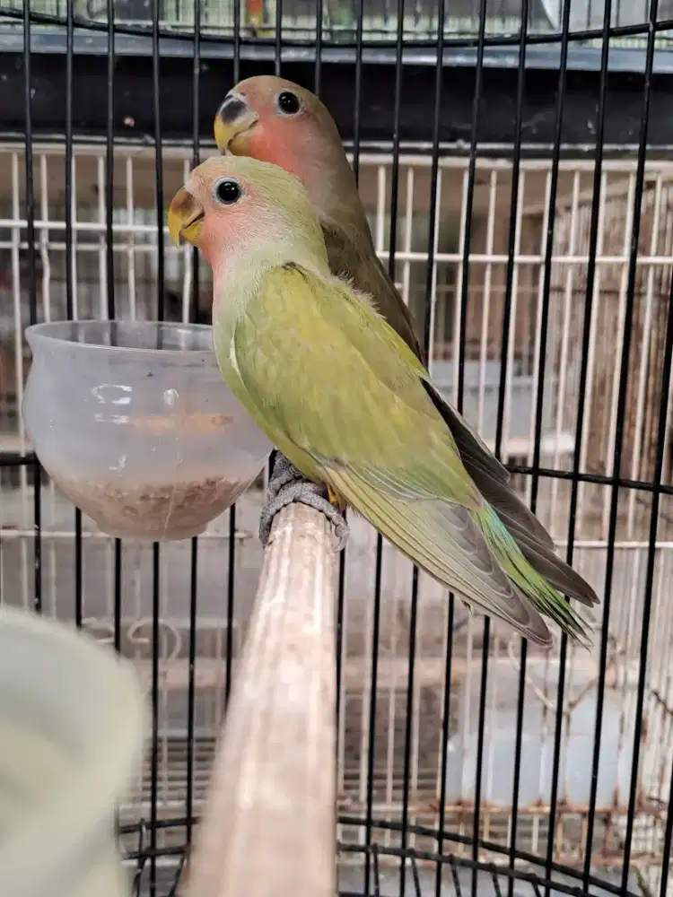 Lovebird Paud Nonklep Green Marbled