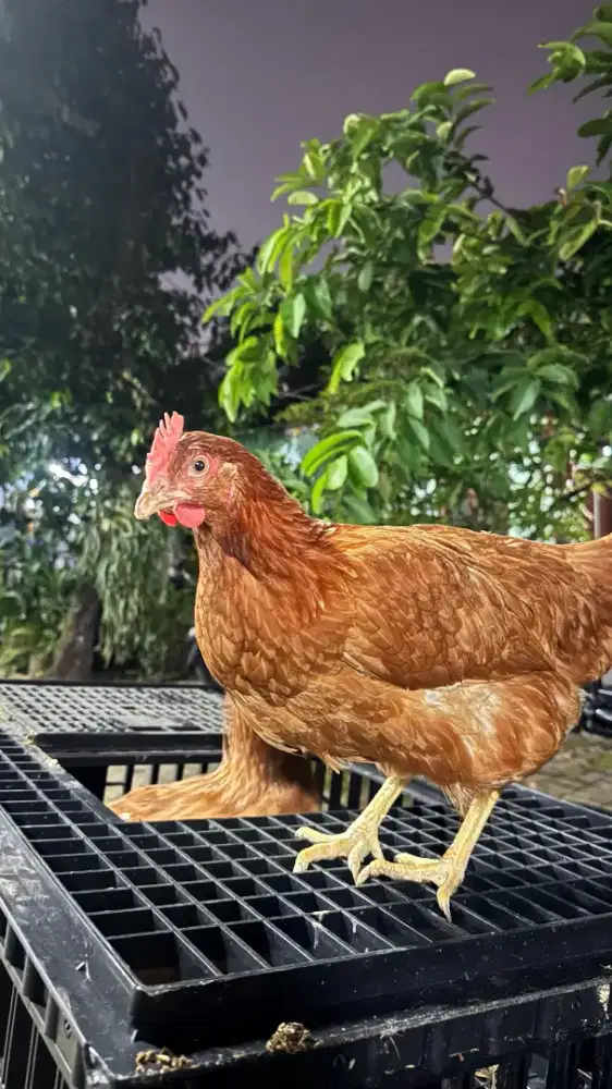 Ayam Petelur Siap Produksi