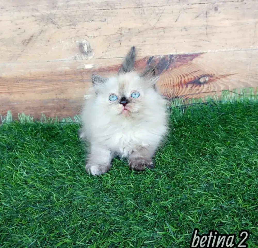 Kitten Persia medium longhair
