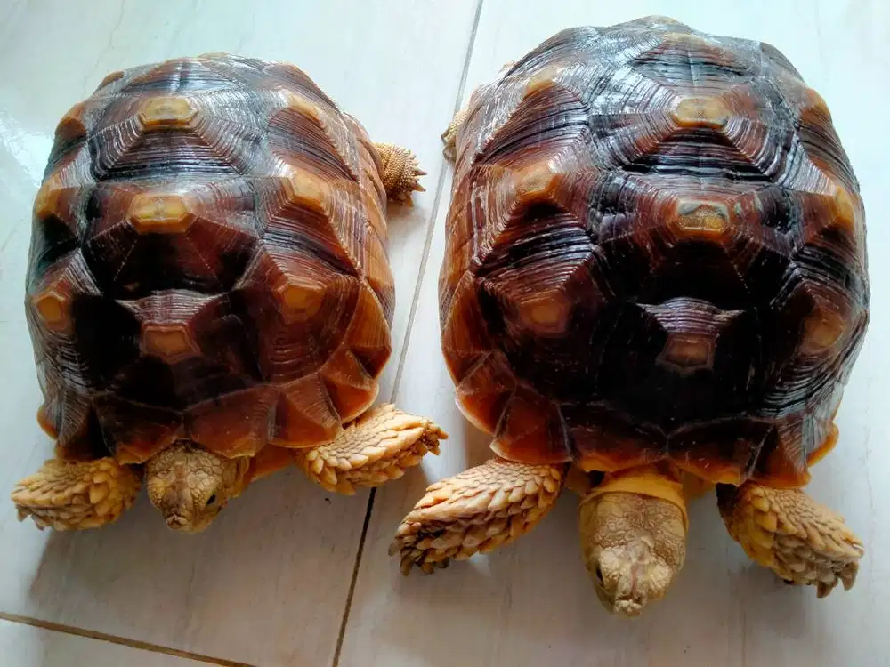 Jual Murah Torto Sulcata