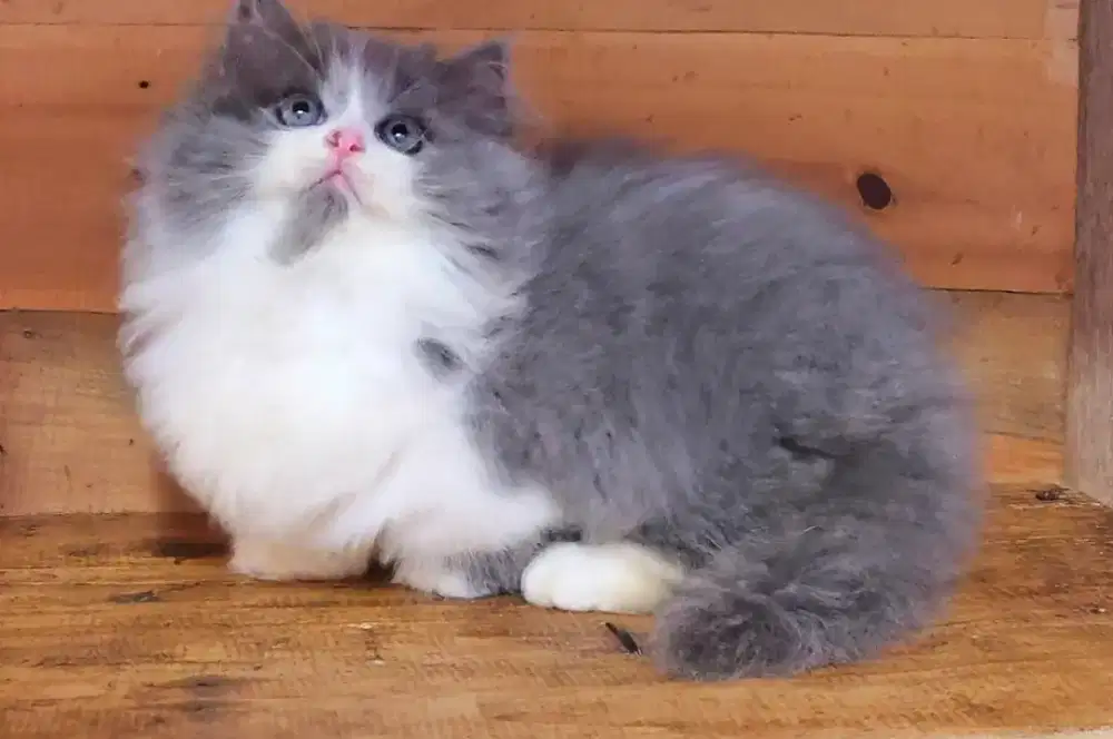 Kucing kitten munchkin top standart jantan