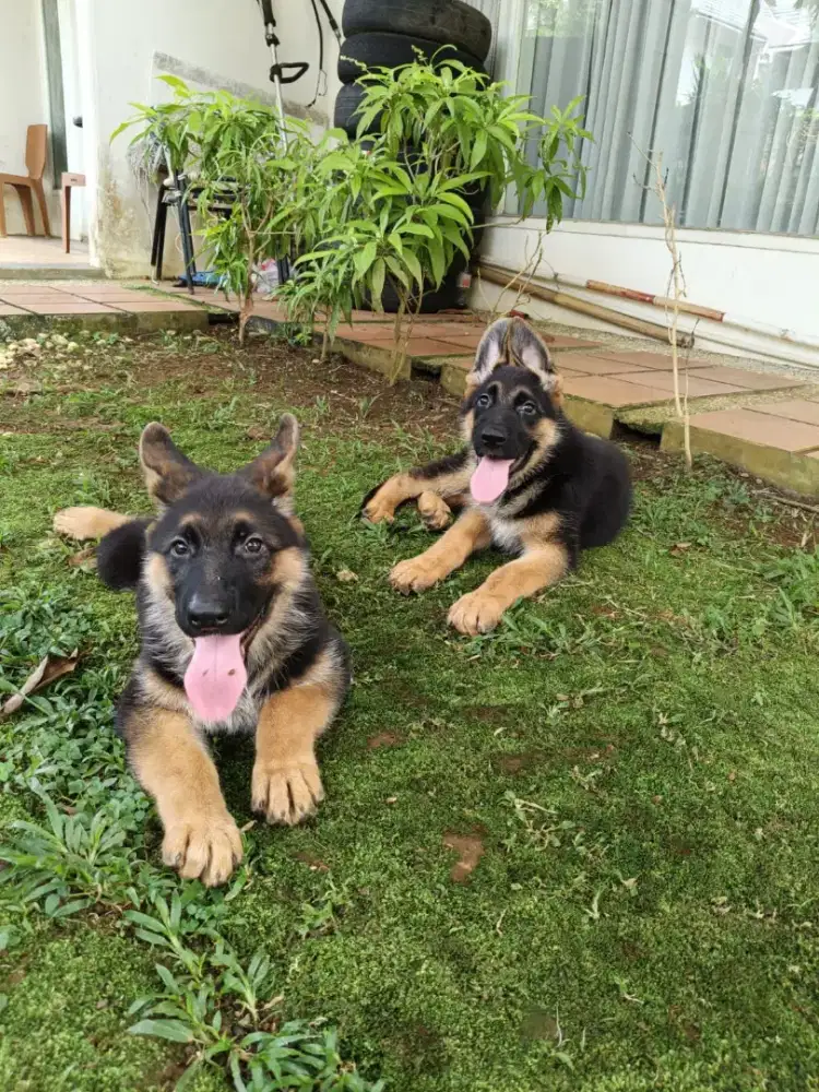 German Sheperd / Herder puppy