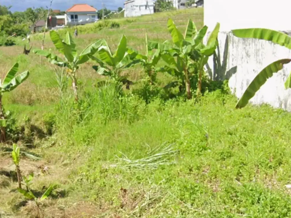 Dekat Kampus Unud Kavling Desa Jimbaran Area Kuta Selatan Murah Siap Bangun