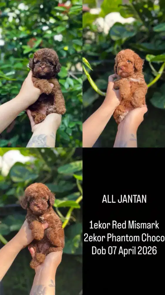 POODLE PUPPY RARE COLOUR