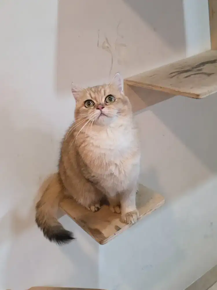 Kitten British Shorthair BSH Golden NY 11 Jantan
