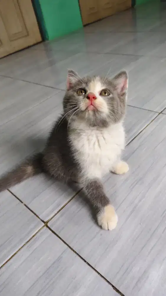 Kitten BSH Calico