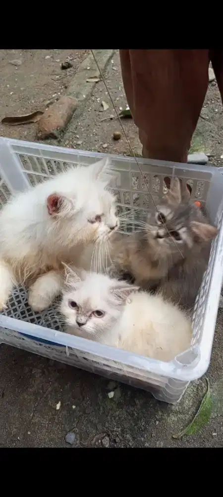 Kucing abu 2bulan setengah