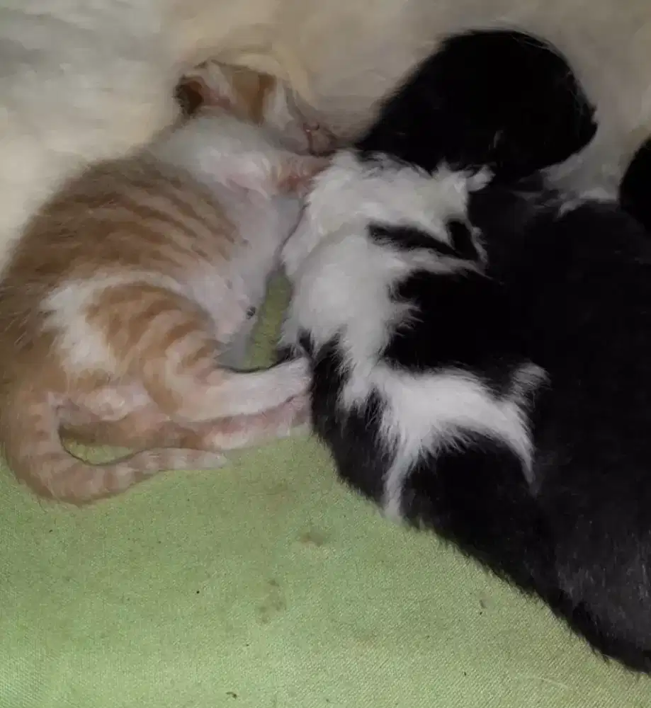 Kucing munchkin anak dan induk