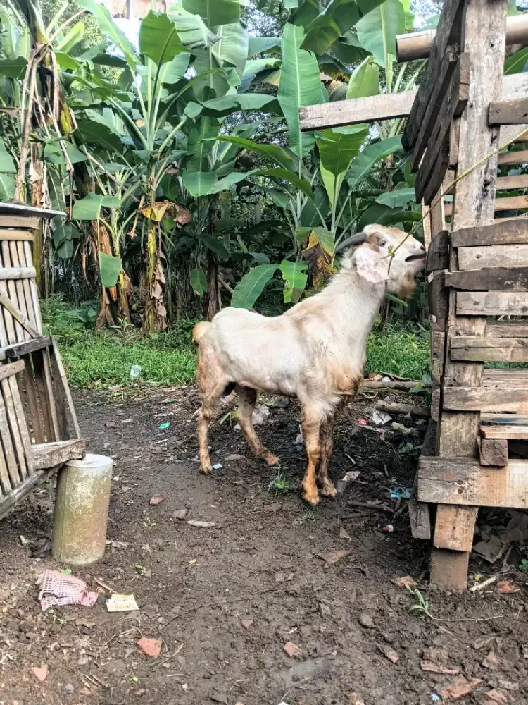 Hewan qurban istimewa