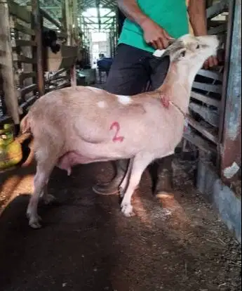 borongan 11 ekor kambing betina majir 35-50kiloan siap qurban ekonomis