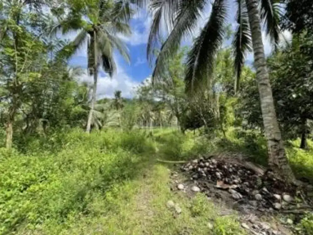 Dijual Tanah Seluas 2H Seharga Rp.660Jt di Lolak - Sulsel