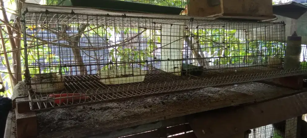 Kandang Burung Puyuh