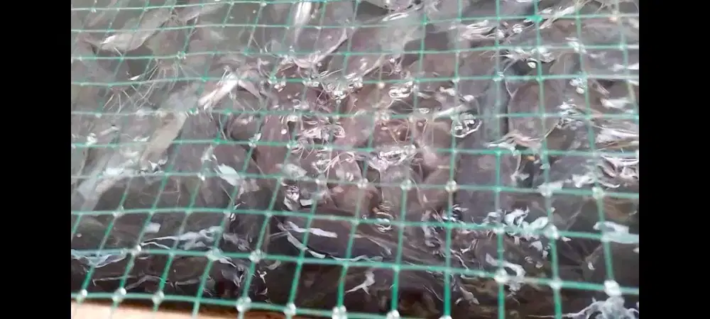 Ikan lele ukuran konsumsi/lele ukuran pecel