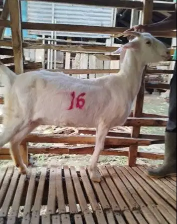 11 ekor kambing betina 35-50kiloanUP 3-4 thn siap kurban 2026 majiran