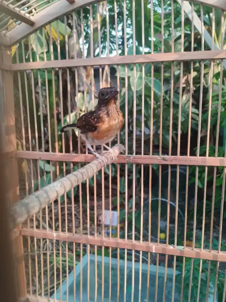 Murai trotol dr idukan 22