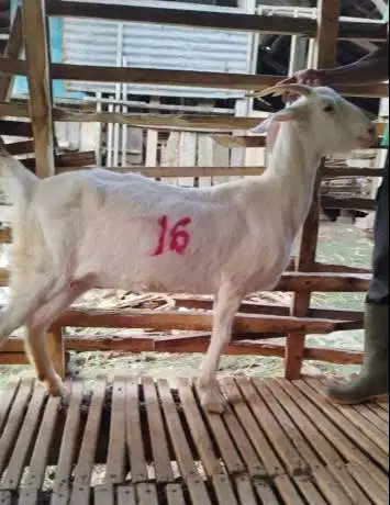 borongan 11 ekor kambing betina majiran 35-50kiloan siap kurban 2026