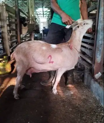 borongan 11 ekor kambing betina majiran 35-50kiloan siap kurban 2026