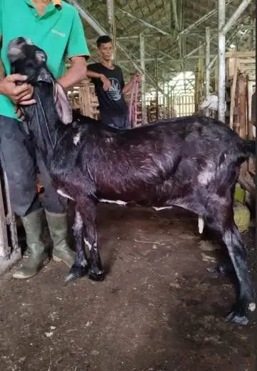 borongan 11 ekor kambing betina majiran 35-50kiloan siap kurban 2026