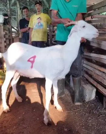 11 ekor kambing betinaan 35-50kiloan majiran siap qurban 2026 manteb