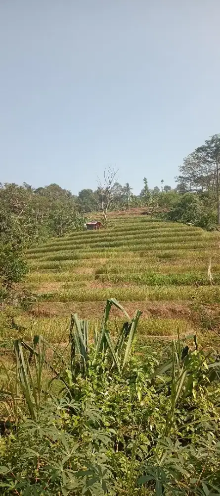 Lahan tanah  Sawah,Darat 7,500mtr²