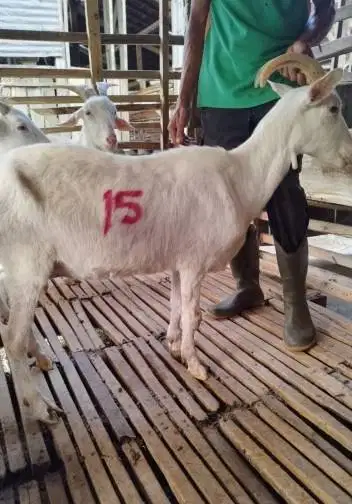 11 ekor kambing betina majiran 35-50kiloan siap kurban murmer ekonomis
