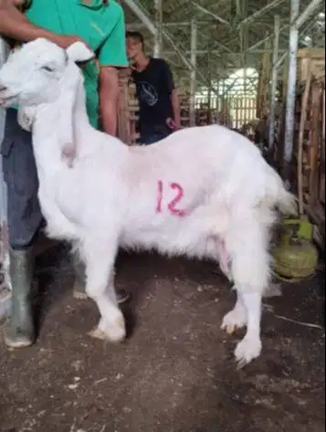 11 ekor kambing betina majiran 35-50kiloan siap kurban murmer ekonomis