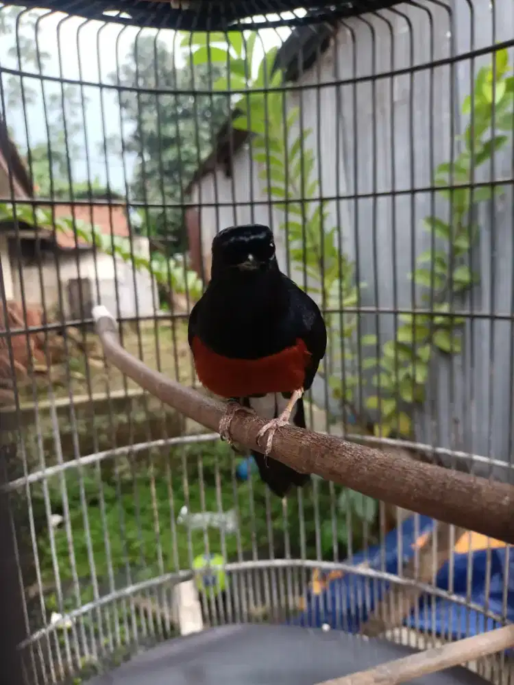 Murai batu mapan