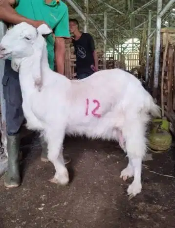 11 ekor kambing betina 35-50 kilo majir siap hewan qurban ekonomisan