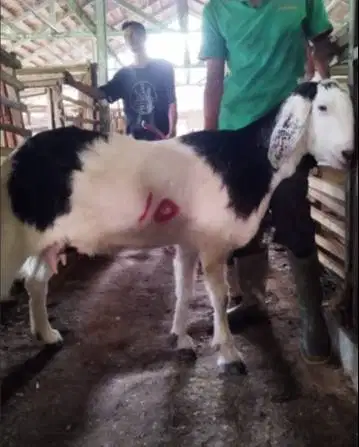11 ekor kambing betina 35-50 kilo majir siap hewan qurban ekonomisan