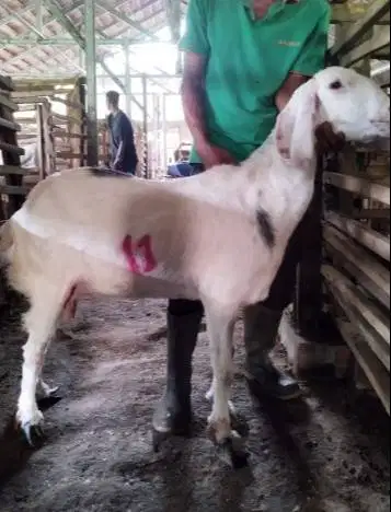 11 ekor kambing betina 35-50kilo majiran siap hewan kurban ekonomisan