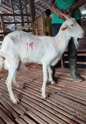 11 ekor kambing betina 35-50 kiloan siap kurban murmer ekonomisan puas